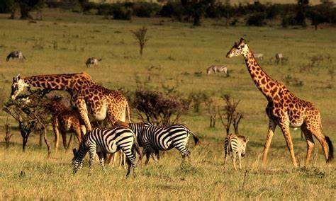 Kenya tour, Wild life